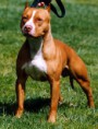 /album/fotogaleria/american-pit-bull-jpg/